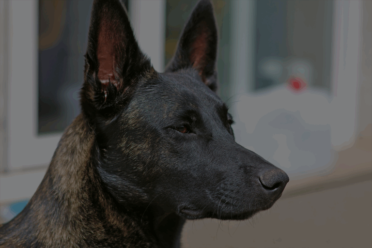 Bilan comportemental